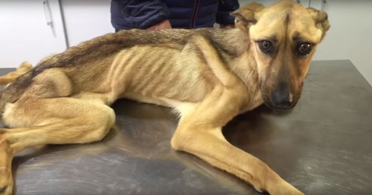 преображение собаки, Barilla dog, невероятное восстановление истощённой собаки