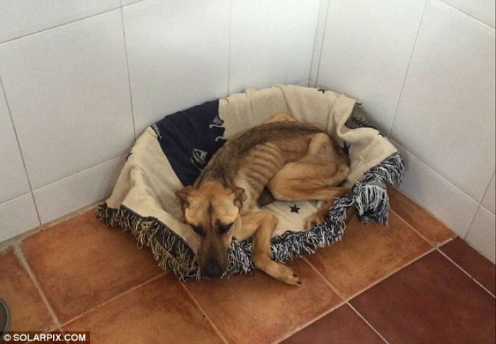 преображение собаки, Barilla dog, невероятное восстановление истощённой собаки