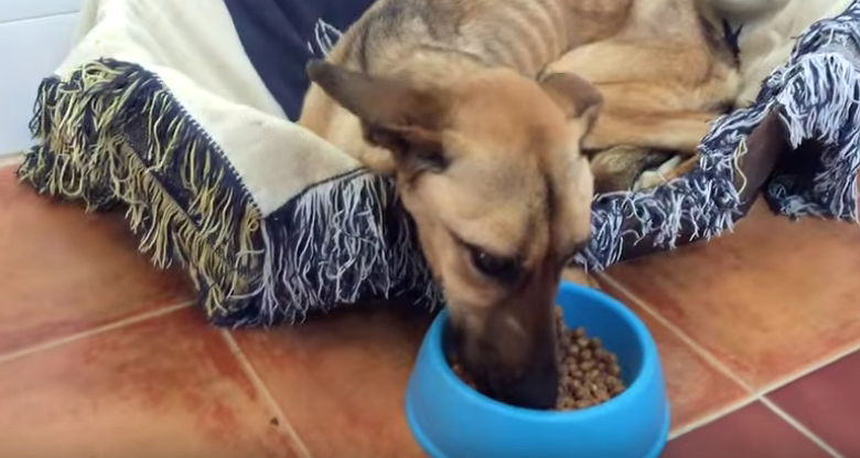 преображение собаки, Barilla dog, невероятное восстановление истощённой собаки