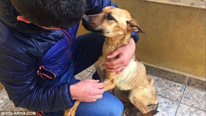 преображение собаки, Barilla dog, невероятное восстановление истощённой собаки