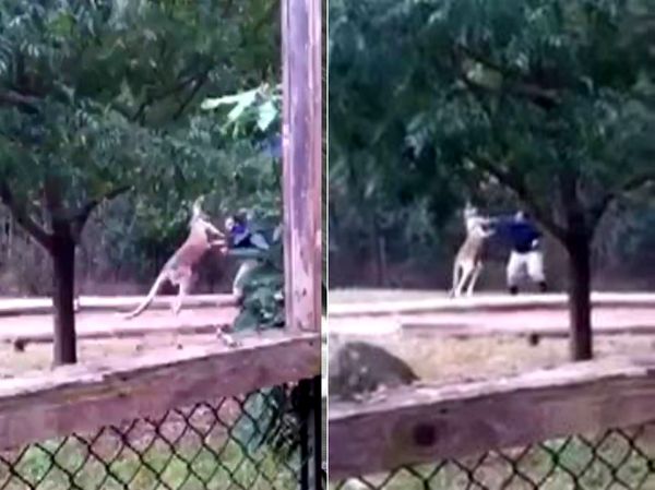 Кенгуру подрался со смотрителем зоопарка на глазах у посетителей кенгуру напал, кенгуру напал на смотрителя зоопарка, кенгуру подрался с работником зоопарка
