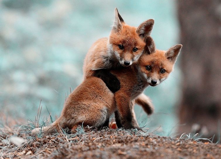 20 крошечных лисят, которые выглядят как очаровательные плюшевые игрушки крошечные лисята, маленькие лисы