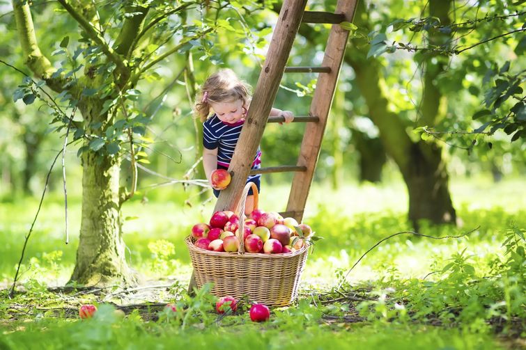 факты о еде, познавательные факты о еде