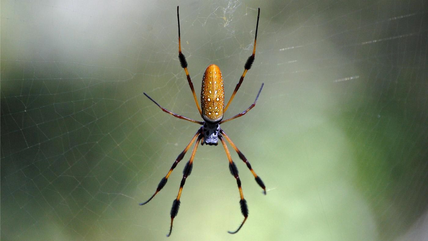 опасные животные планеты, самые опасные животные