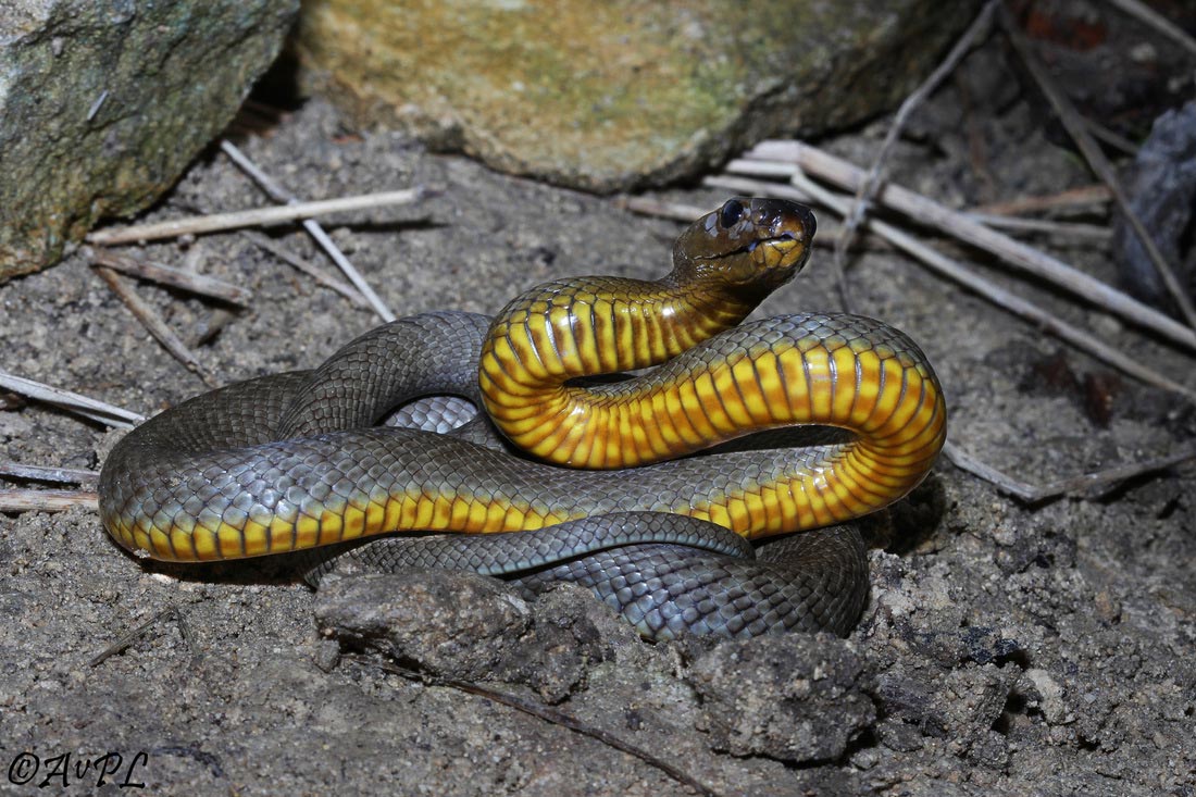 опасные животные планеты, самые опасные животные