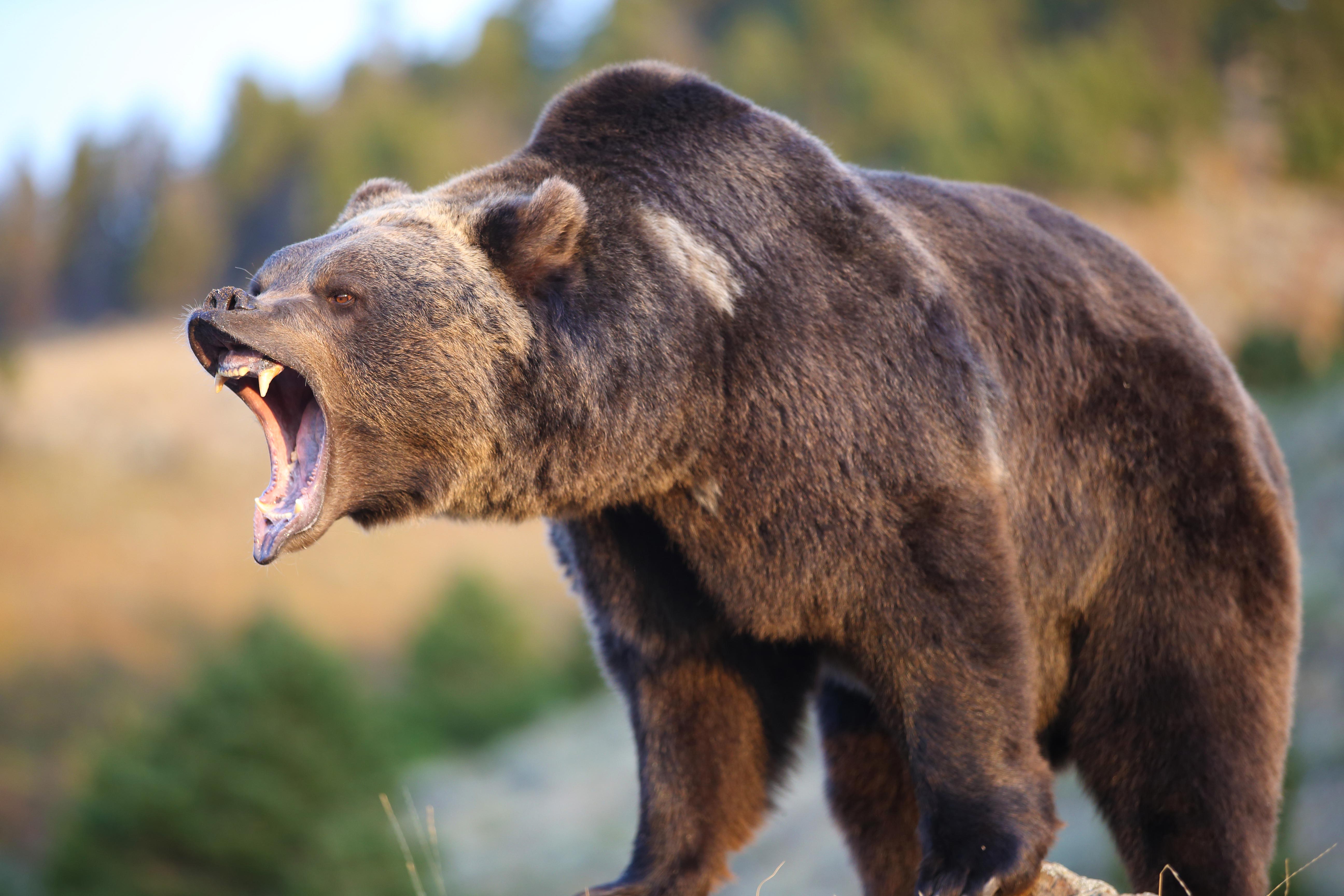 Сколько живут медведи в неволе. Северная Америка медведь Гризли. Гризли североамериканский бурый медведь. Американский медведь Гризли. Медведь Гризли злой.