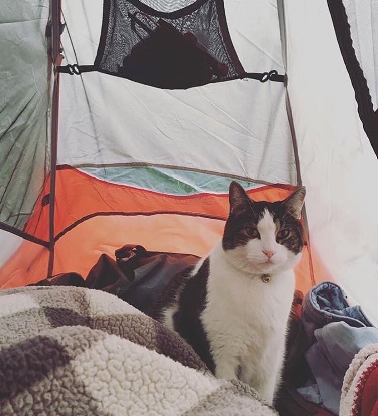 #campingwithcat, путешествие с кошкой, поход с кошкой