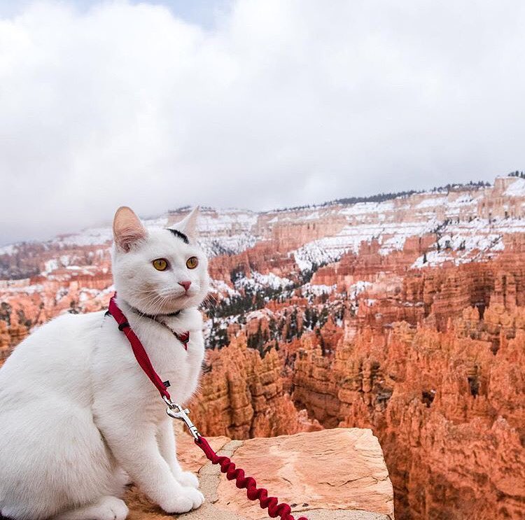 Коты путешественники