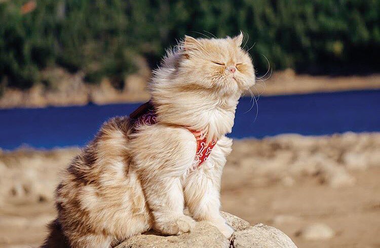 #campingwithcat, путешествие с кошкой, поход с кошкой