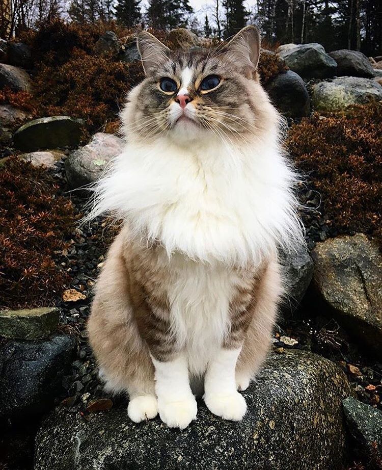 #campingwithcat, путешествие с кошкой, поход с кошкой