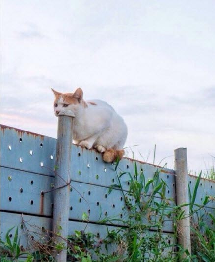 фотографии с сюрпризом, фотографии заставят взглянуть на них несколько раз