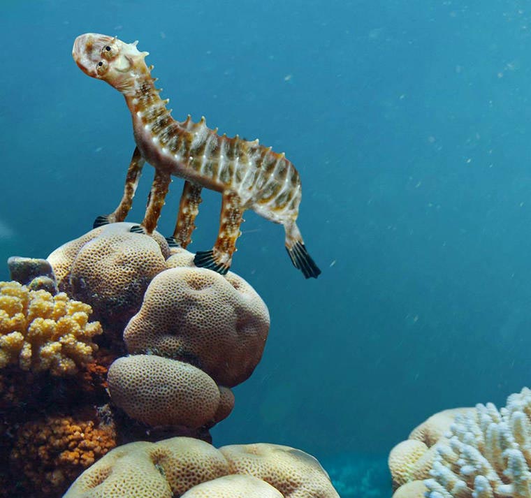 превращает каракули сына в реальные вещи, Things I have drawn, папа рисунки сына в реальность