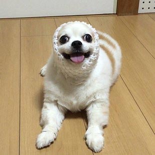 Семба, Маметаро, собака носит костюмы из картона