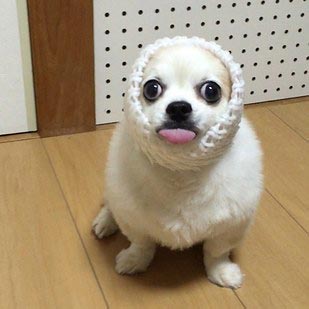 Семба, Маметаро, собака носит костюмы из картона