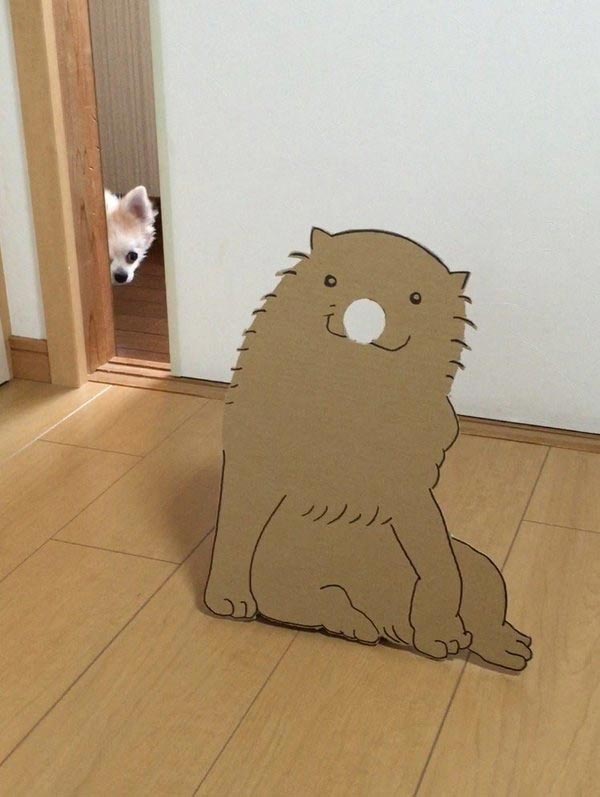 Семба, Маметаро, собака носит костюмы из картона