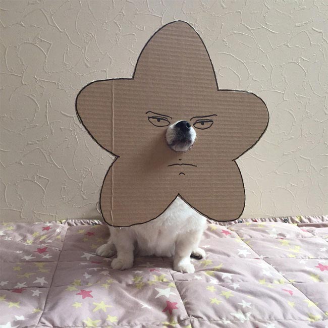 Семба, Маметаро, собака носит костюмы из картона