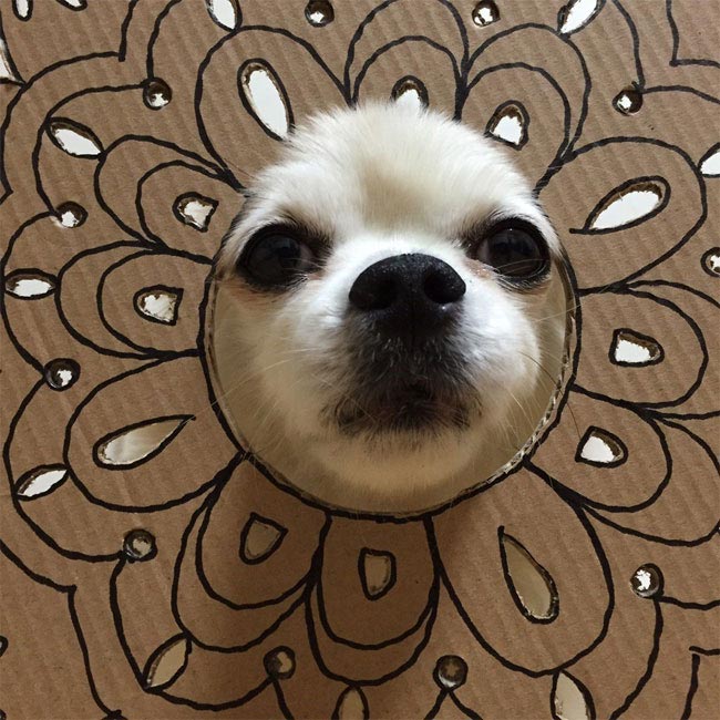 Семба, Маметаро, собака носит костюмы из картона