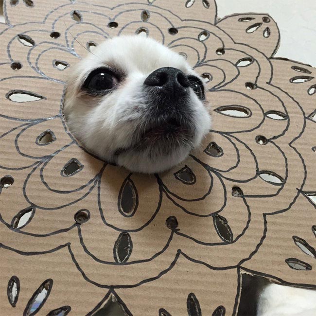 Семба, Маметаро, собака носит костюмы из картона