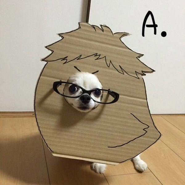 Семба, Маметаро, собака носит костюмы из картона