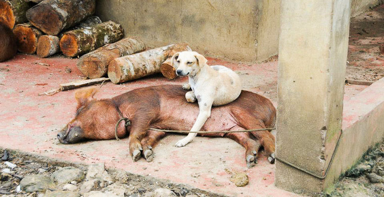 запреты в Гватемале, национальные табу