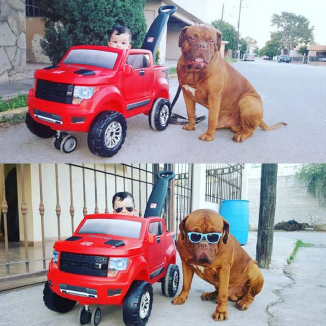 вашему ребёнку нужна собака, собака лучший друг ребёнка