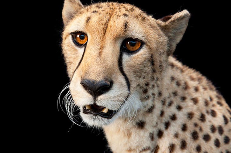 люди пародируют животных, пародия на инстаграм National Geographic, пародия на  Instagram National Geographic