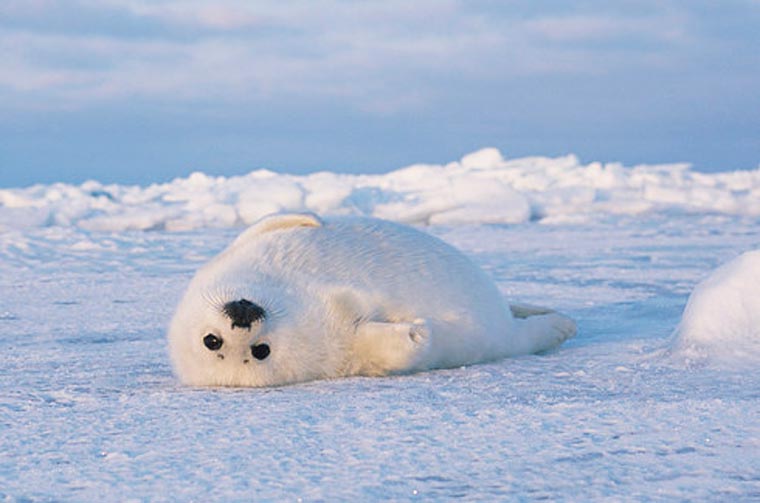 люди пародируют животных, пародия на инстаграм National Geographic, пародия на  Instagram National Geographic