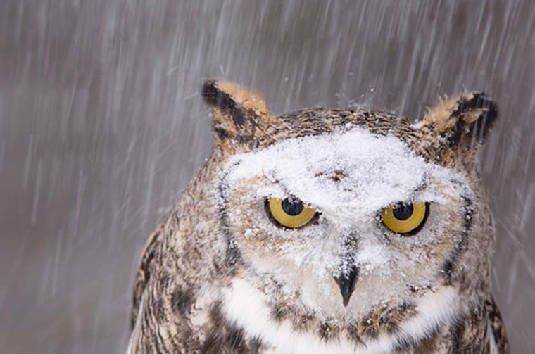 люди пародируют животных, пародия на инстаграм National Geographic, пародия на  Instagram National Geographic