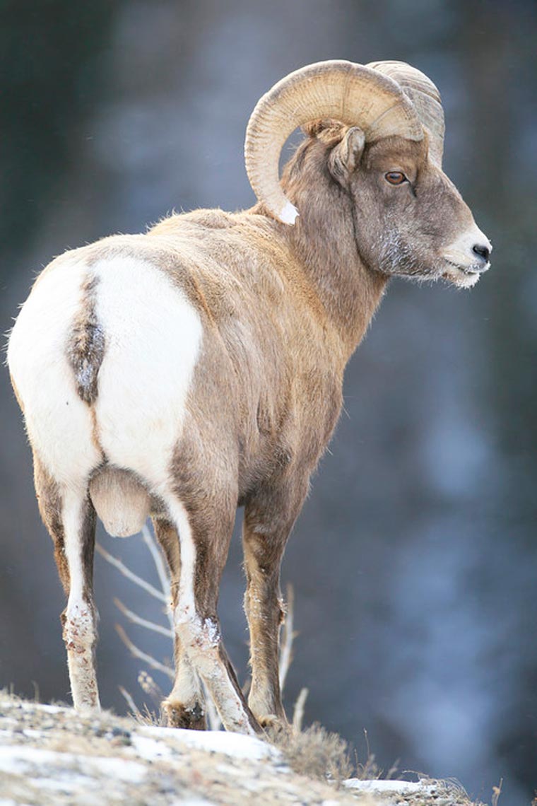 люди пародируют животных, пародия на инстаграм National Geographic, пародия на  Instagram National Geographic