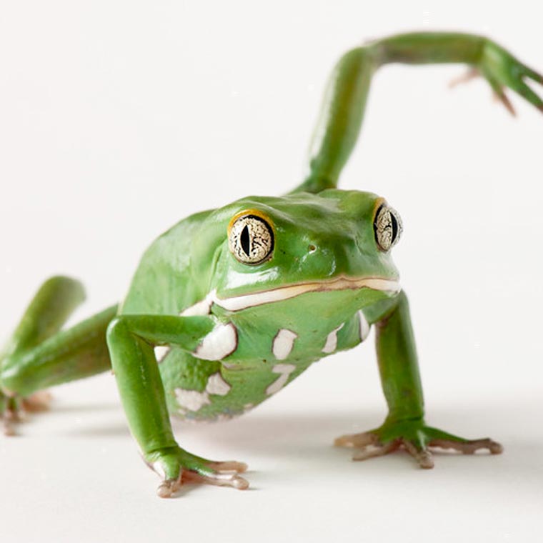 люди пародируют животных, пародия на инстаграм National Geographic, пародия на  Instagram National Geographic