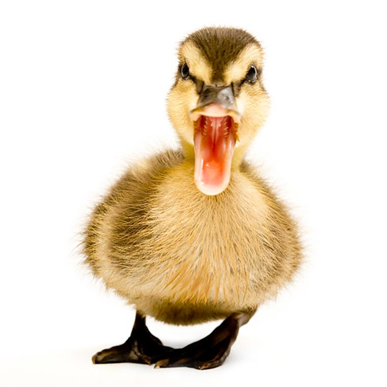 люди пародируют животных, пародия на инстаграм National Geographic, пародия на  Instagram National Geographic