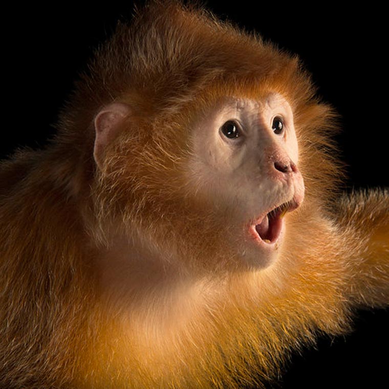 люди пародируют животных, пародия на инстаграм National Geographic, пародия на  Instagram National Geographic