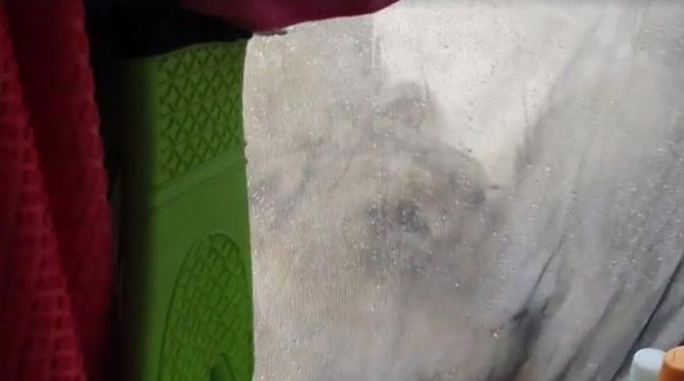 Женщина проснулась из-за того, что львицы облизывали её палатку во время сафари львицы облизывают палатку, проснулась и увидела львиц, львицы облизывают палатку видео