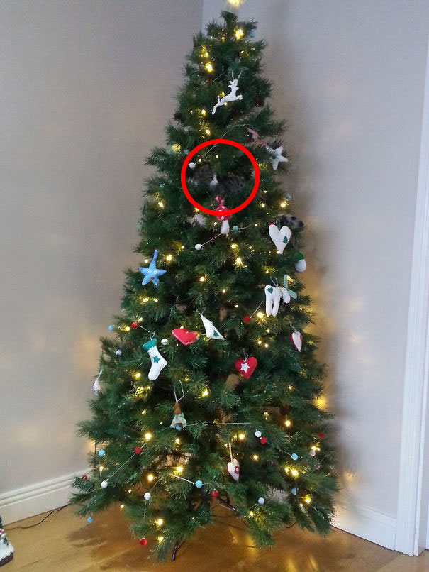 спрятавшиеся коты, коты мастера масикровки