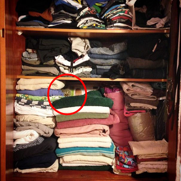 спрятавшиеся коты, коты мастера масикровки