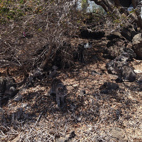 спрятавшиеся коты, коты мастера масикровки