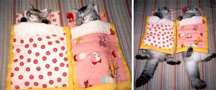 животные которые выросли вместе, животные тогда и сейчас