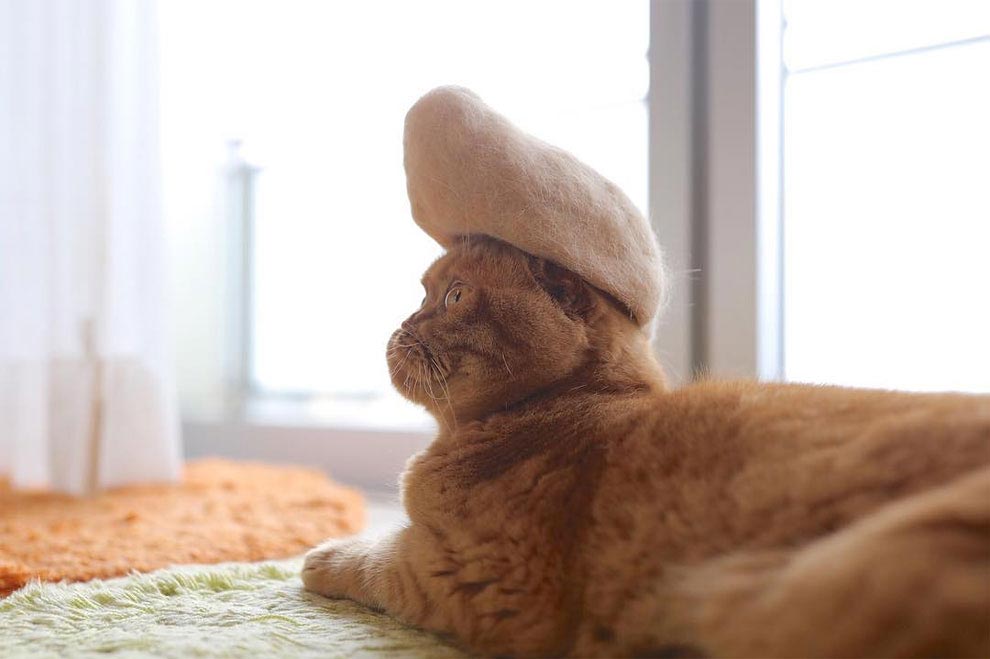 кошки в шляпах из собственной шерсти