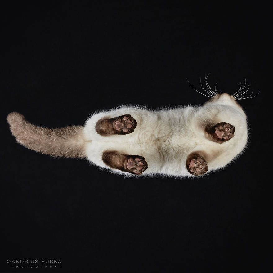 Под котами,  фотограф снимает кошек снизу вверх, Under-Cats