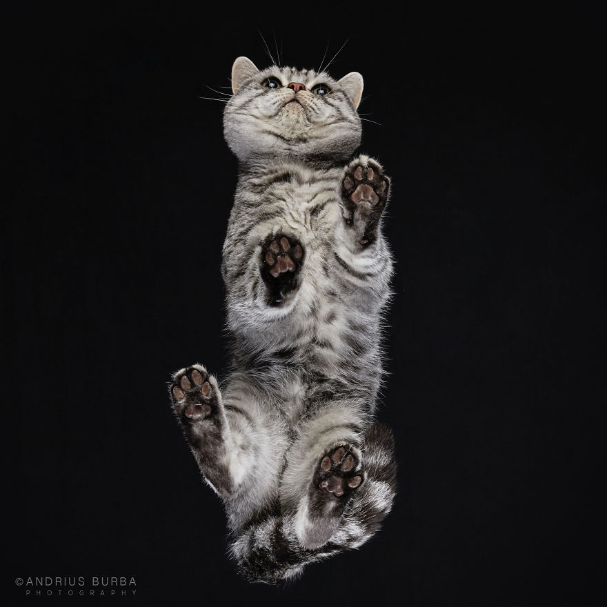 Под котами,  фотограф снимает кошек снизу вверх, Under-Cats