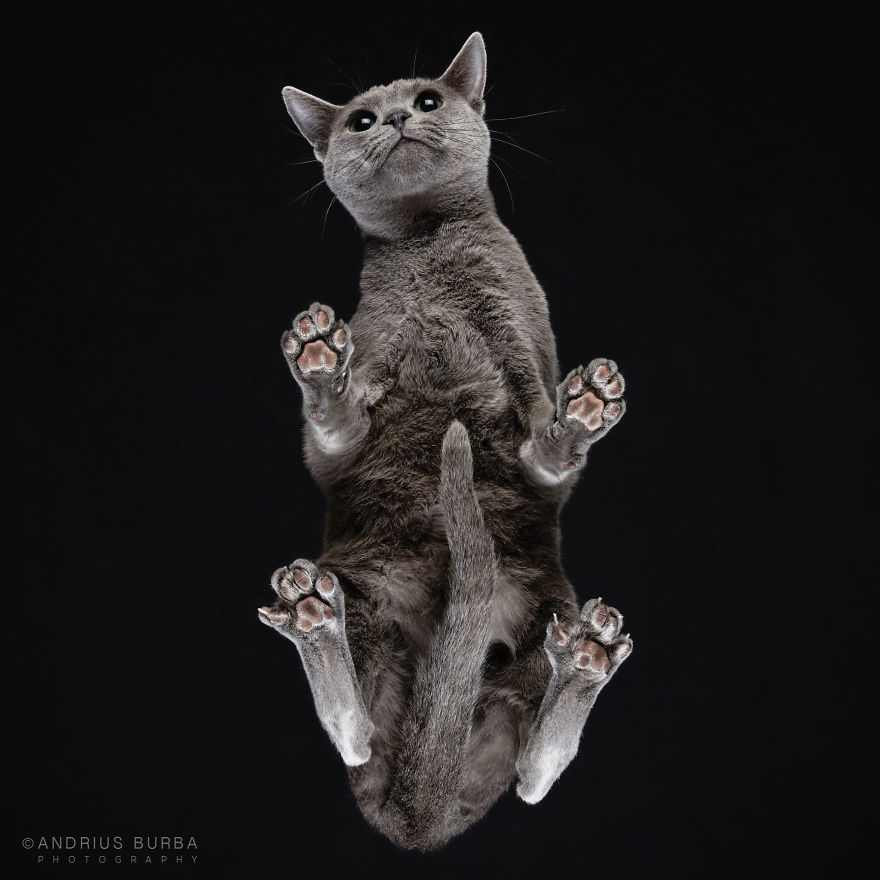Под котами,  фотограф снимает кошек снизу вверх, Under-Cats