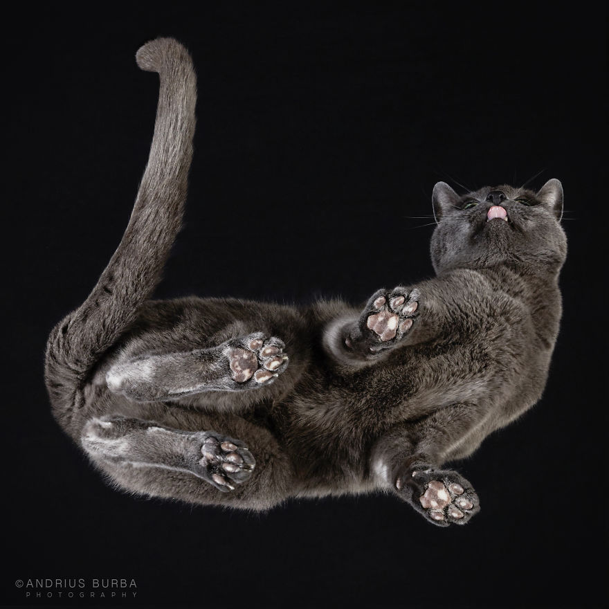 Под котами,  фотограф снимает кошек снизу вверх, Under-Cats