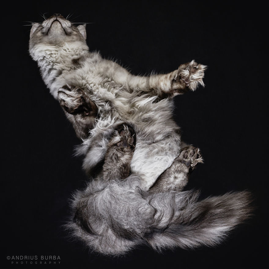 Под котами,  фотограф снимает кошек снизу вверх, Under-Cats
