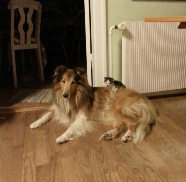 Кошка и собака спят вместе с самого первого дня, кот Моисей собака Молли