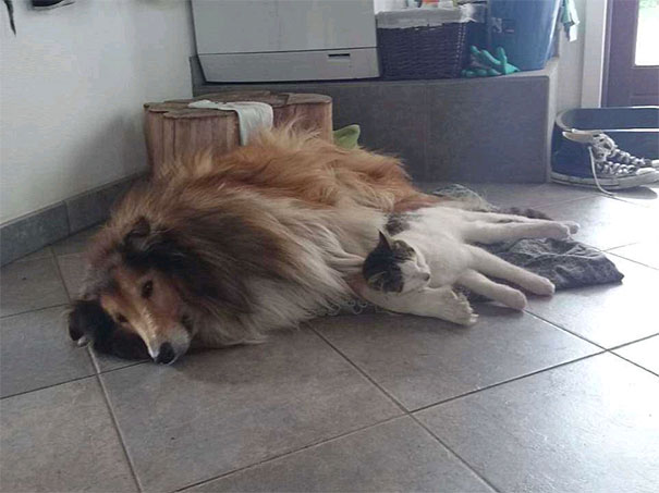 Кошка и собака спят вместе с самого первого дня, кот Моисей собака Молли