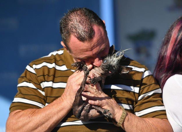 Победитель и другие участники конкурса «Самая уродливая собака 2016» Самая уродливая собака 2016, победитель Самая уродливая собака 2016, Суипи Рэмбо, SweePee Rambo