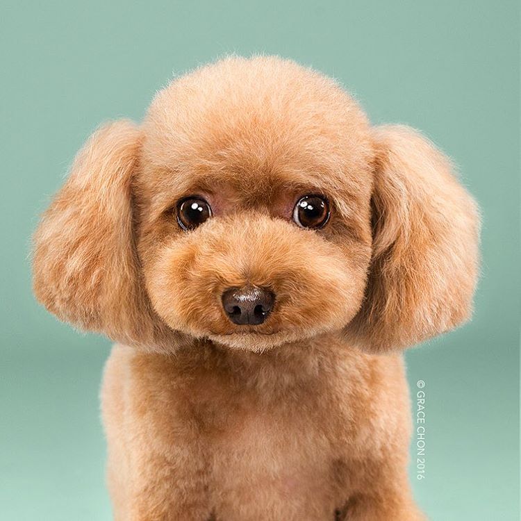 Мохнатые: собаки до и после того, как их подстригли собаки до и после стрижки, Грейс Чон