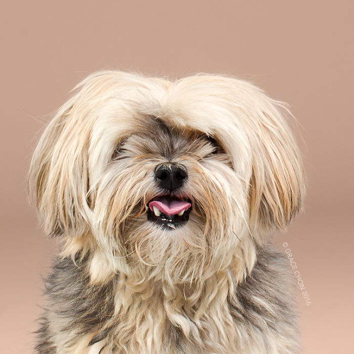 Мохнатые: собаки до и после того, как их подстригли собаки до и после стрижки, Грейс Чон