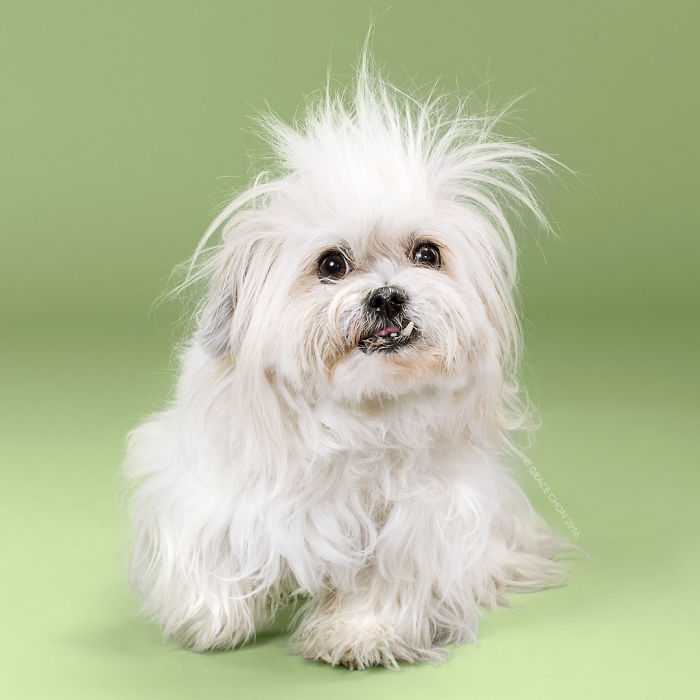 Мохнатые: собаки до и после того, как их подстригли собаки до и после стрижки, Грейс Чон