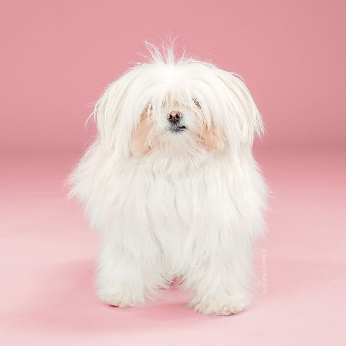 Мохнатые: собаки до и после того, как их подстригли собаки до и после стрижки, Грейс Чон